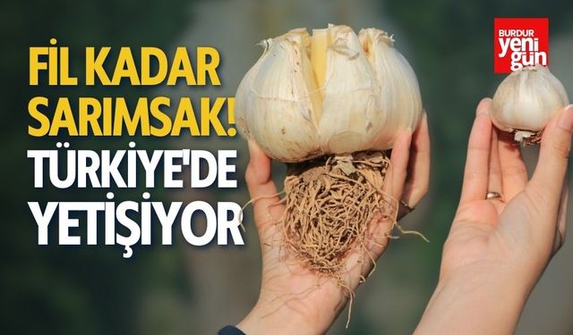 Fil Kadar Sarımsak! Türkiye'de Yetiştiriliyor