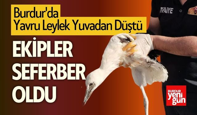 Burdur'da Yavru Leylek Yuvadan Düştü Ekipler Seferber Oldu