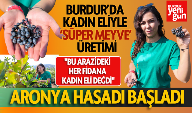 Burdur’da Kadın Eliyle ’Süper Meyve’ Üretimi: Aronya Hasadı Başladı