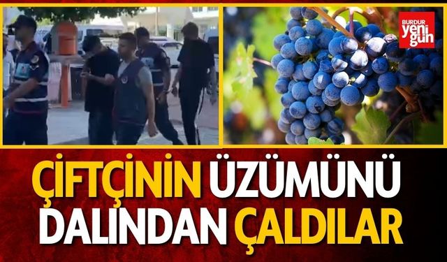 3 Genç Çiftçinin Üzümünü Dalından Çaldılar