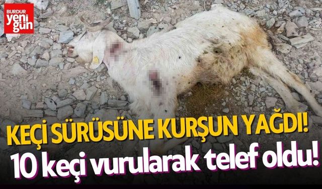 Keçi Sürüsüne Kurşun Yağdı! 10 Keçi Telef Oldu!