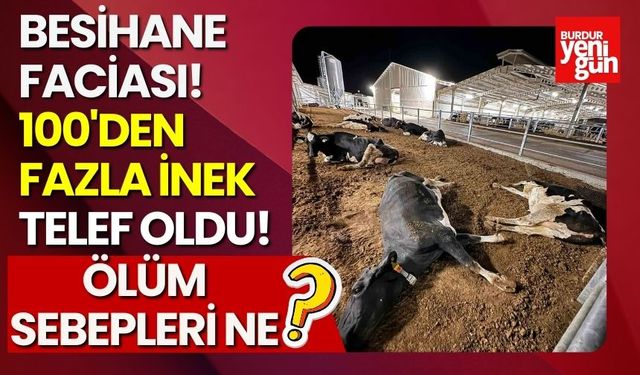 Besihane Faciası: 100'den Fazla İnek Telef Oldu