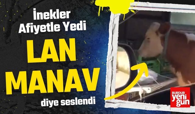 Boş Bıraktı, İnekler Afiyetle Yedi