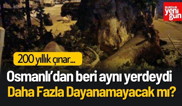 200 yıllık çınar Osmanlı'dan beri aynı yerdeydi