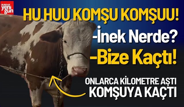 Manisa'dan Firar Eden İnek Komşu İlde Pes Etti