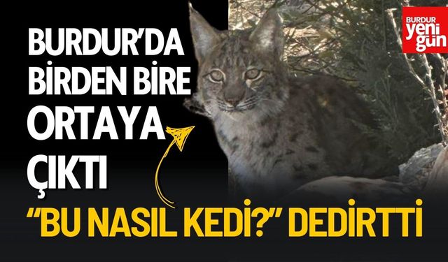 Burdur’da Avcılar Bakın Neyle Karşılaştı