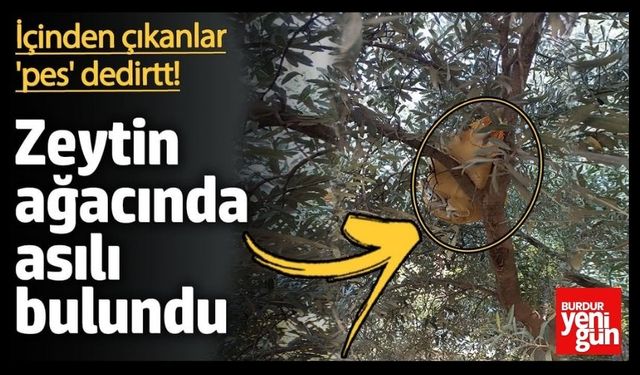 Zeytin Ağacında Saklanmış Şekilde Bulundu