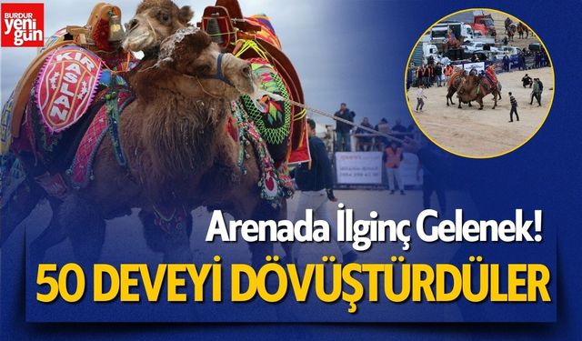 İlginç Gelenek! Arenada 50 Deveyi Dövüştürdüler