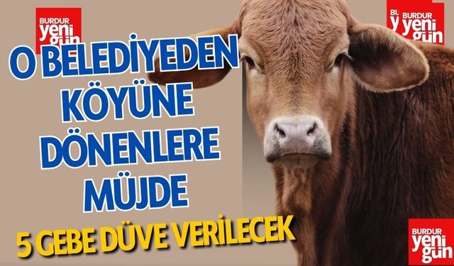 Belediyeden Köyüne Dönenlere Müjde: 5 Gebe Düve Verilecek!