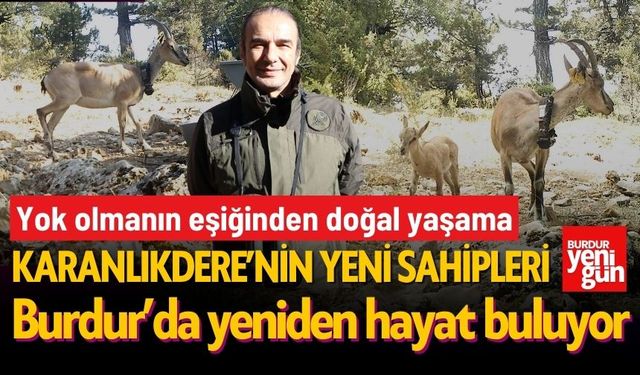 Yaban Keçileri Burdur’da Yeniden Hayat Buluyor