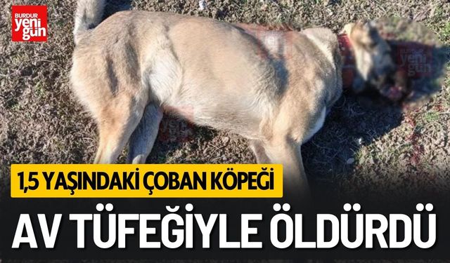 1,5 Yaşındaki Köpek Av Tüfeğiyle Öldürüldü