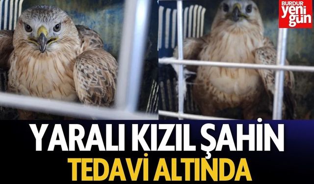 Yaralı Şahin Doğa Koruma Ekiplerine Teslim Edildi