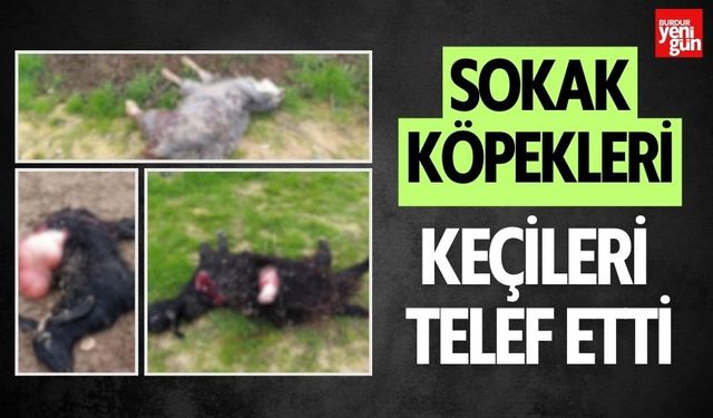 Sokak Köpekleri Keçileri Telef Etti