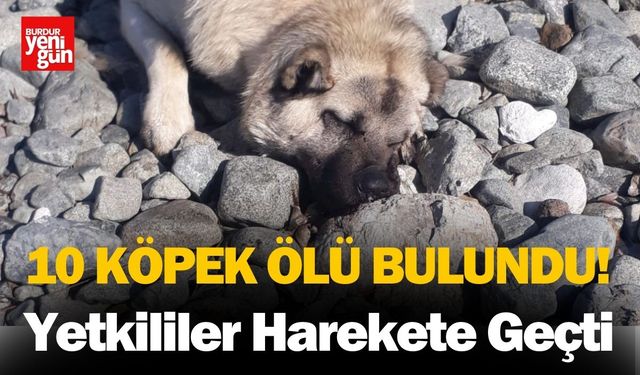 Komşuda 10 Köpek Ölü Bulundu! Yetkililer Harekete Geçti