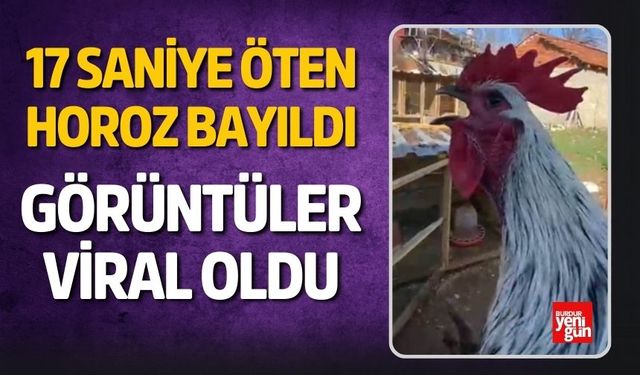 17 Saniye Öten Horoz Bayıldı, Görüntüler Viral Oldu