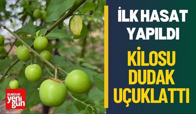 İlk Hasat, Rekor Fiyat! Kilosu Dudak Uçuklattı