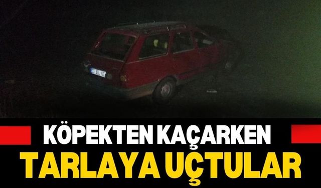 Köpekten Kaçarken Tarlaya Uçtular