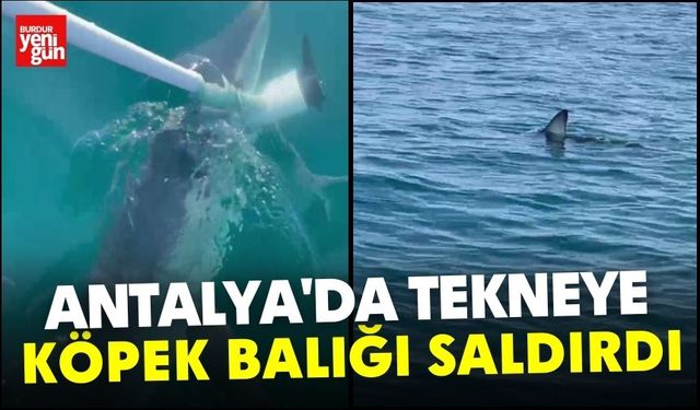Antalya'da Tekneye Köpek Balığı Saldırdı