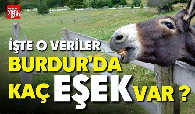 Burdur'da kaç eşek var ? İşte o veriler