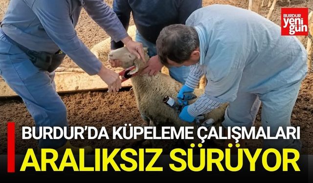 Burdur’da Küpeleme Çalışmaları Sürüyor