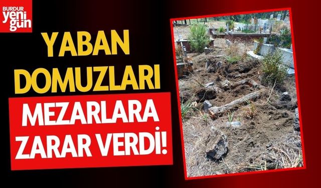 Yaban domuzları mezarlara zarar verdi