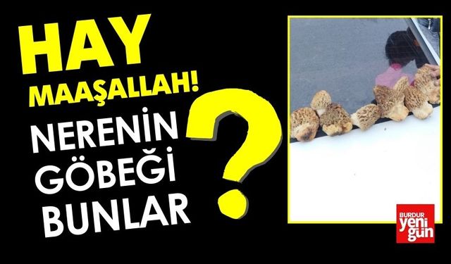 Nerenin Kuzu Göbeği Bunlar?