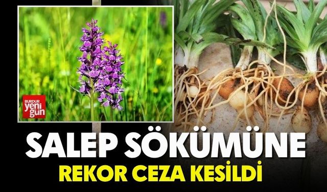 Salep Sökümüne Rekor Ceza Kesildi