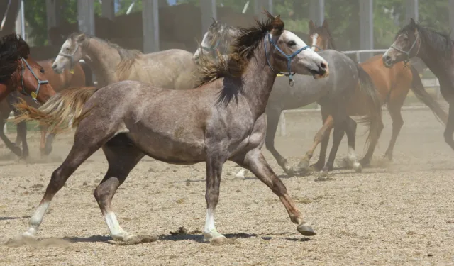 Yarış atı Baba Mevlüt'ün spermaları, litresi 2,5 milyon liraya yok satıyor