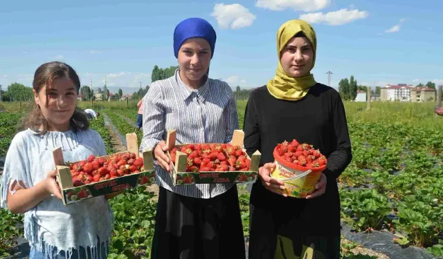 İster meyvesi, ister reçeli… Hasadı başladı: Kilosu 100 liradan satılıyor