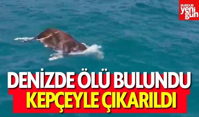 Denizde Ölü İnek Bulundu