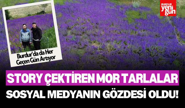 Story Çektiren Mor Tarlalar: Hanımeli Çiçeği Sosyal Medyanın Gözdesi Oldu!