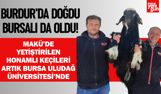 MAKÜ’de yetiştirilen Honamlı keçileri artık Bursa Uludağ Üniversitesi’nde