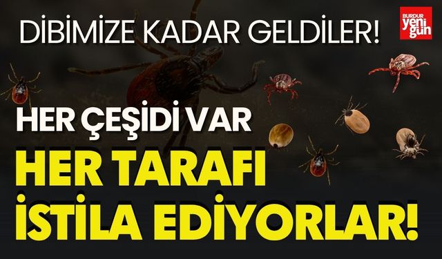 Dibimize Kadar Geldiler! Her Yanı İstila Ediyorlar