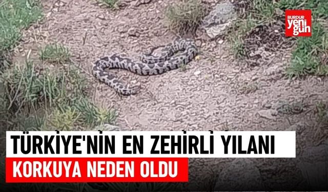 Türkiye'nin En Zehirli Yılanı Korkuya Neden Oldu