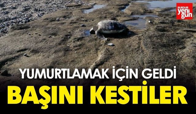 Yumurtlamak İçin Geldi, Başını Kestiler