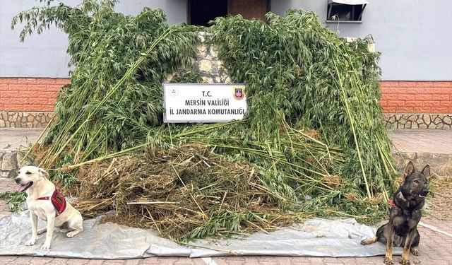 Mersin'de bahçesinde Hint keneviri yetiştiren zanlı tutuklandı