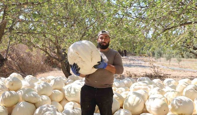 Kilolarca ağırlığa ulaşan tescilli beyaz kabakta hasat başladı