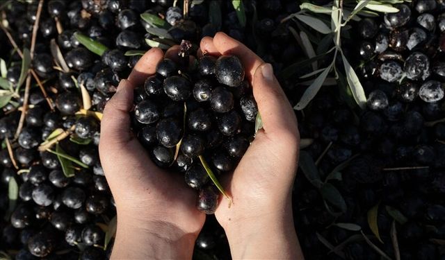 Antalya'da kaliteli zeytin üretiminin yaygınlaştırılması hedefleniyor