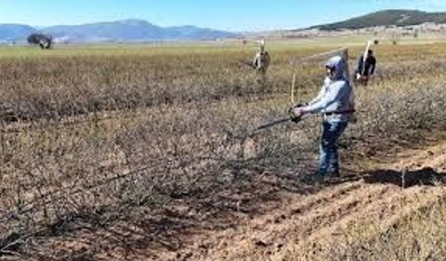 Isparta'da budama mevsimi: Gül bahçeleri hasada hazırlanıyor