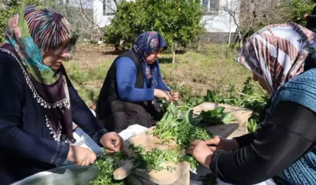 Ramazan ayının gözde yemeği: Doğada zehirli ot olarak bilinse de sofrada şifaya dönüşüyor!