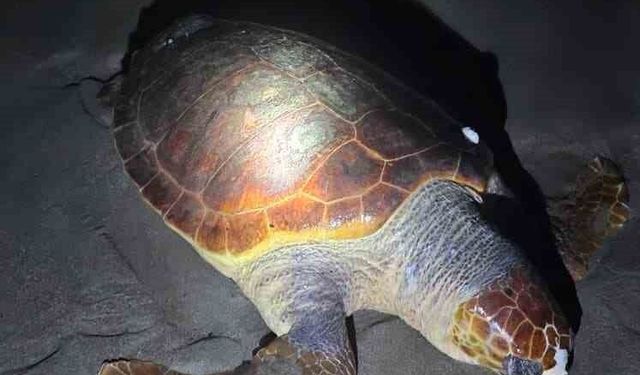 Antalya'da sahilde dev caretta caretta ölü bulundu