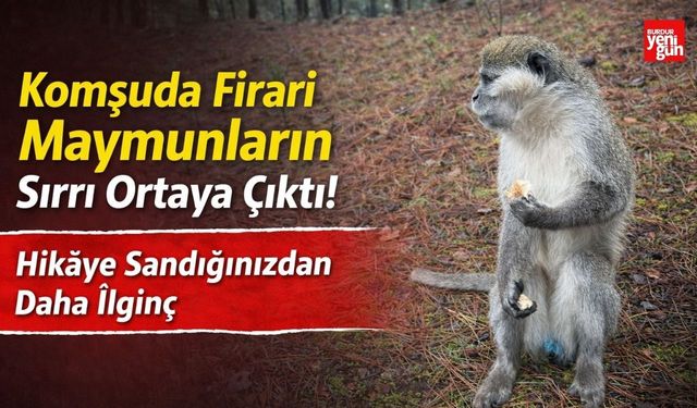 Komşuda Firari Maymunların Sırrı Ortaya Çıktı! Hikâye Sandığınızdan Daha İlginç