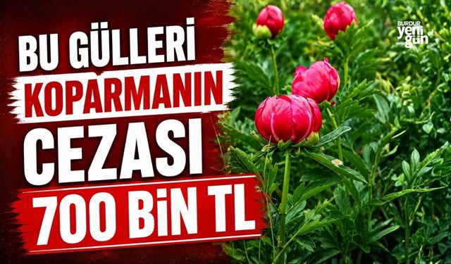 Bu gülleri koparmanın cezası yaklaşık 700 bin TL