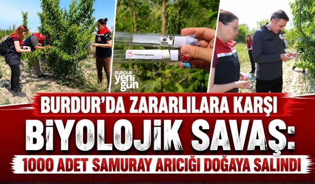 BURDUR’DA 1000 ADET SAMURAY ARICIĞI DOĞAYA SALINDI