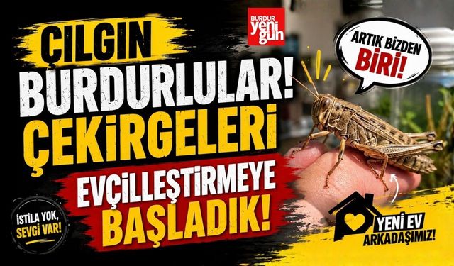Çılgın Burdurlular! Çekirgeleri Evcilleştirmeye Başladılar