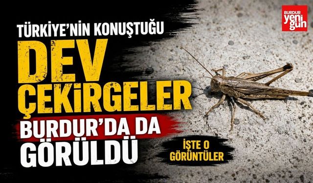 Türkiye'nin Konuştuğu Dev Çekirgeler Burdur'da da Görüldü