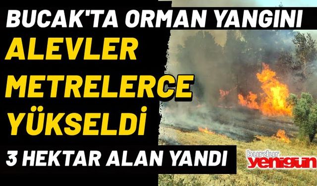 Bucak'ta Orman Yangını; 3 Hektarlık Alan Yandı!