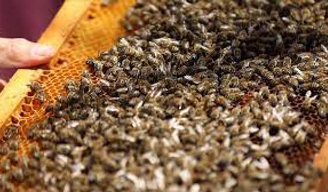 Aksaray’da çalınan arı kovanları Nevşehir’de bulundu
