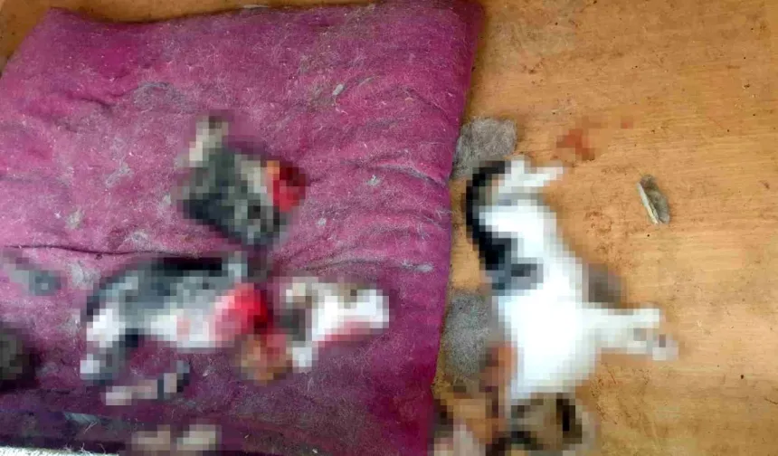 Ankara'da dehşet! 6 yavru kediyi canice öldüren şahıs tutuklandı mı? Olay ne, nerede oldu?