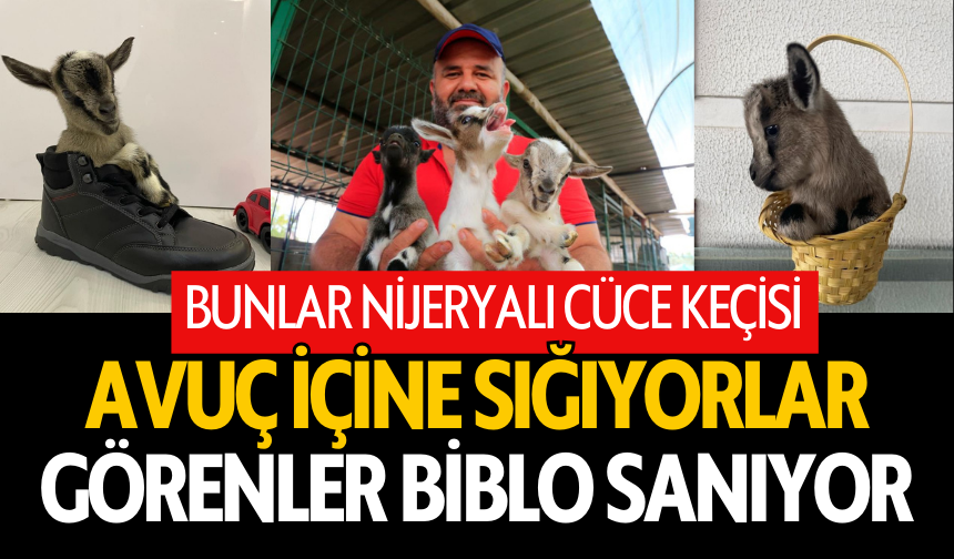 Nijeryalı Cüce Keçileri: Avuç içine sığıyorlar, görenler biblo sanıyor